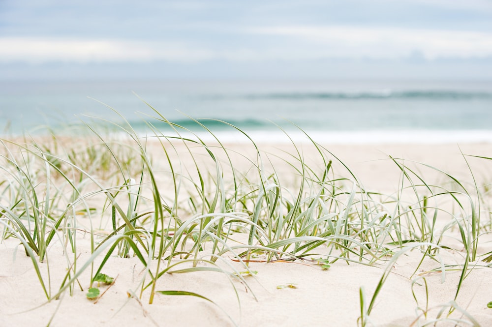 grass at beach