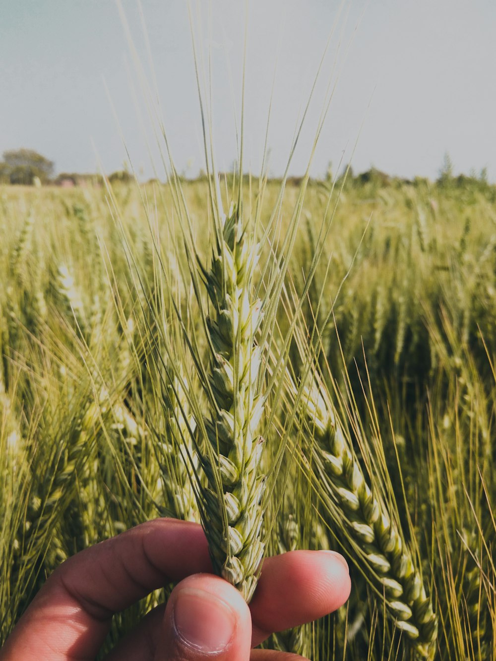 person holding grass