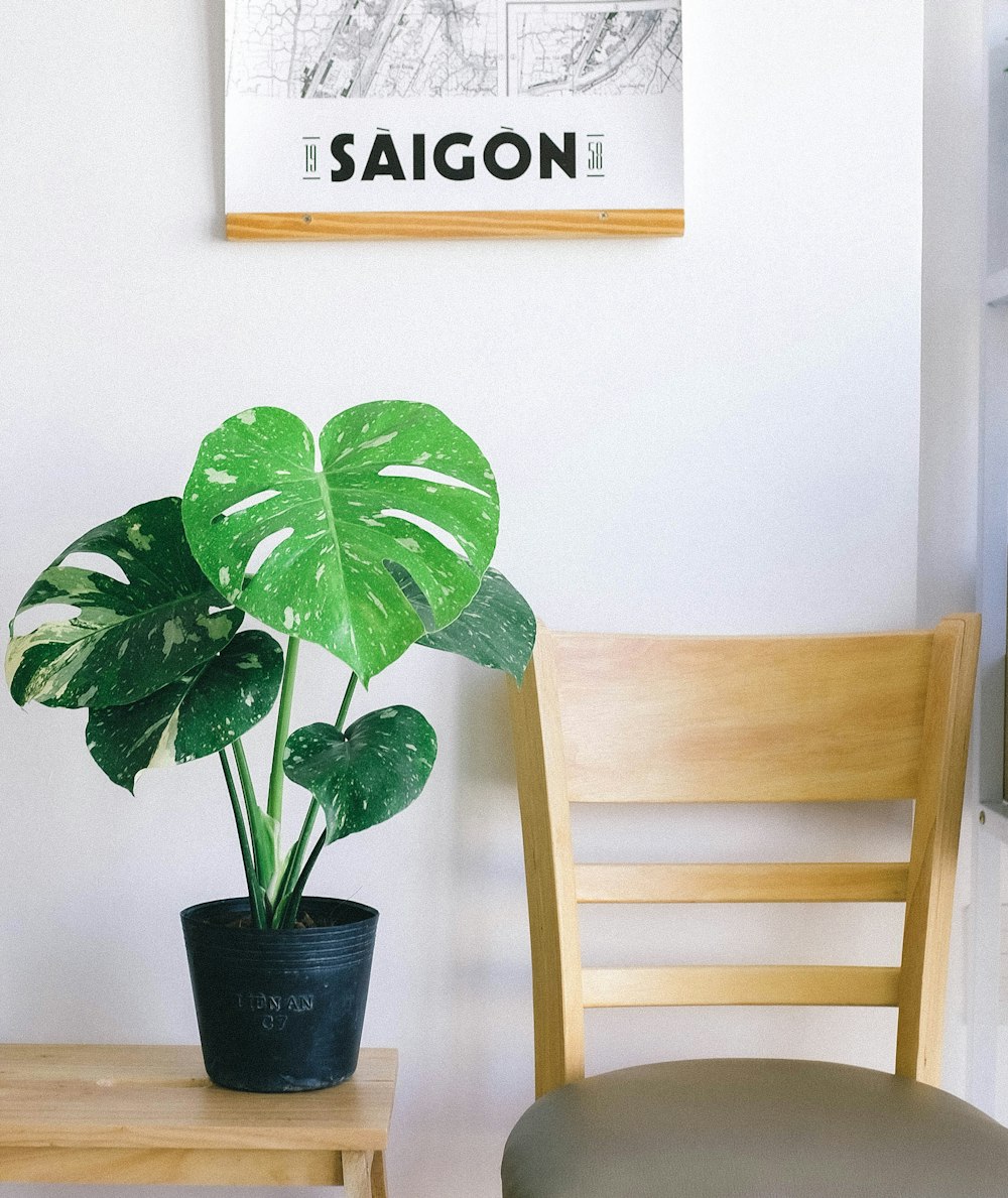 indoor plant beside chair