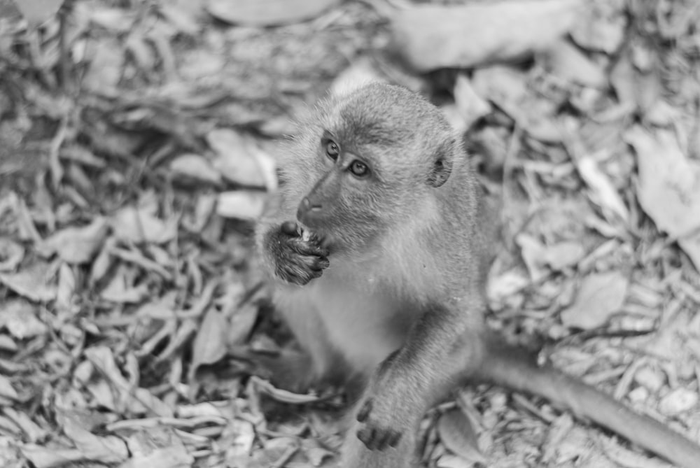 primate sitting on ground
