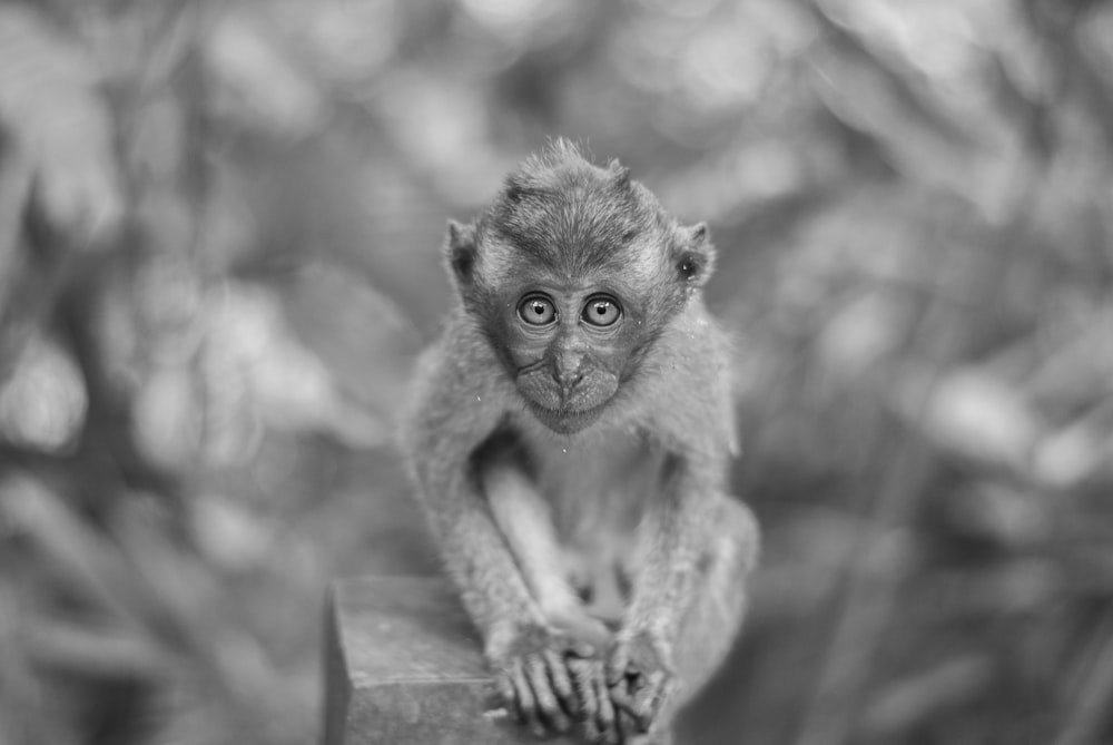 Graustufenfoto des Affen