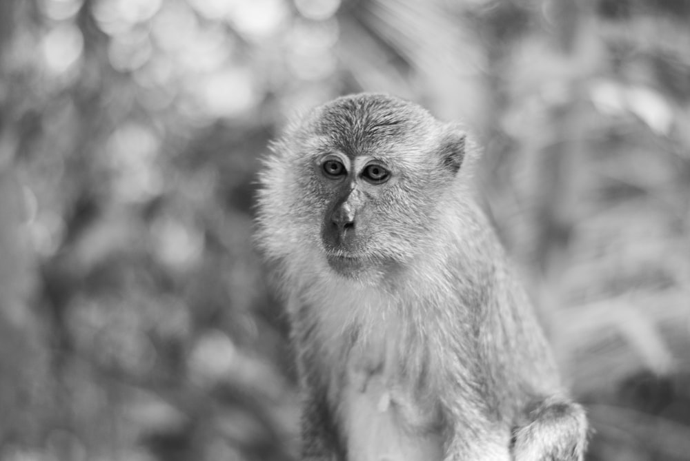 gray primate