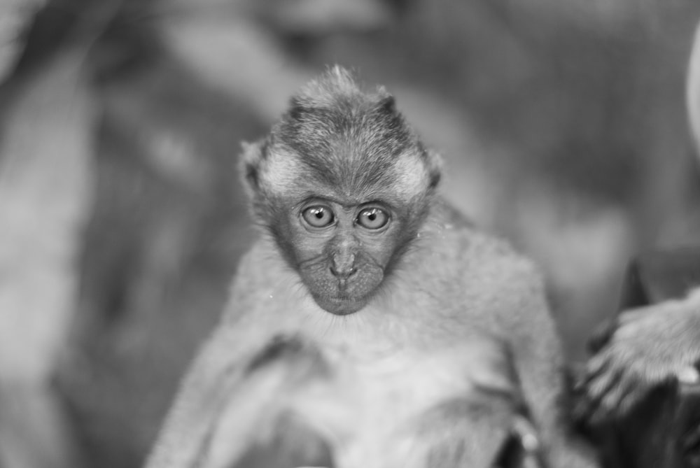 primate sitting on ground