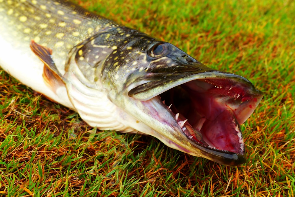 eel on green grass