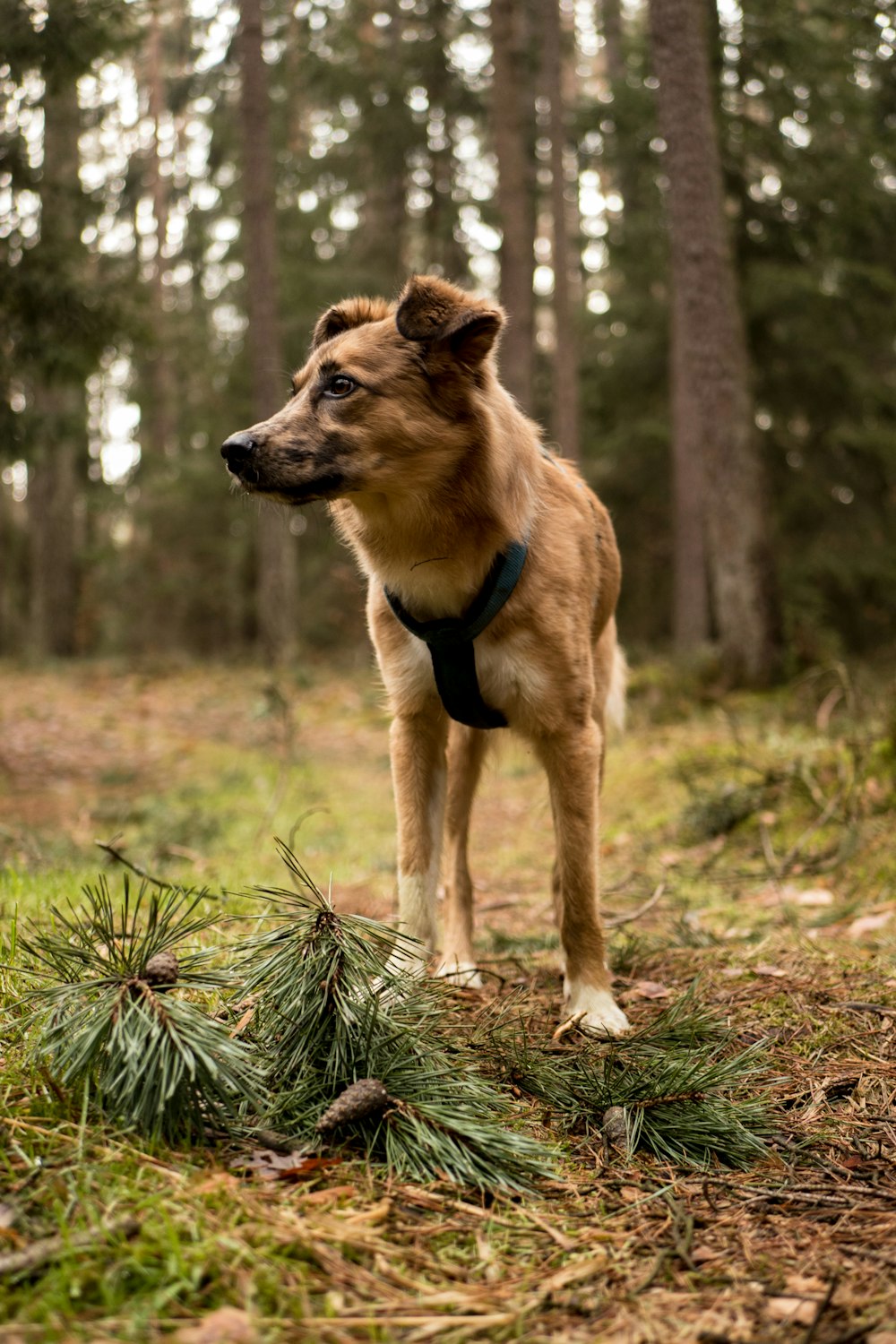 brown dog