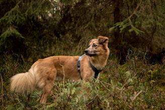 leashed dog in forest