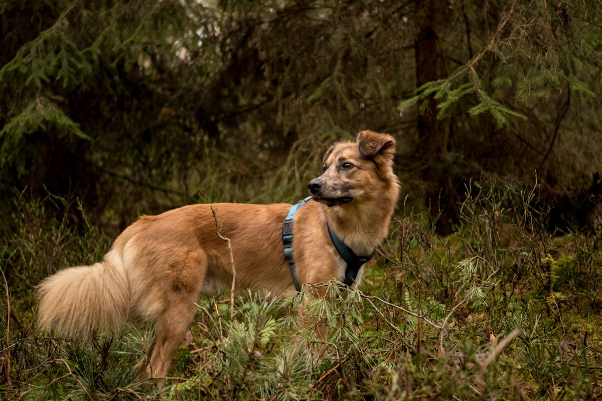 Golden retriever wearing a harness and leash on a forest trail