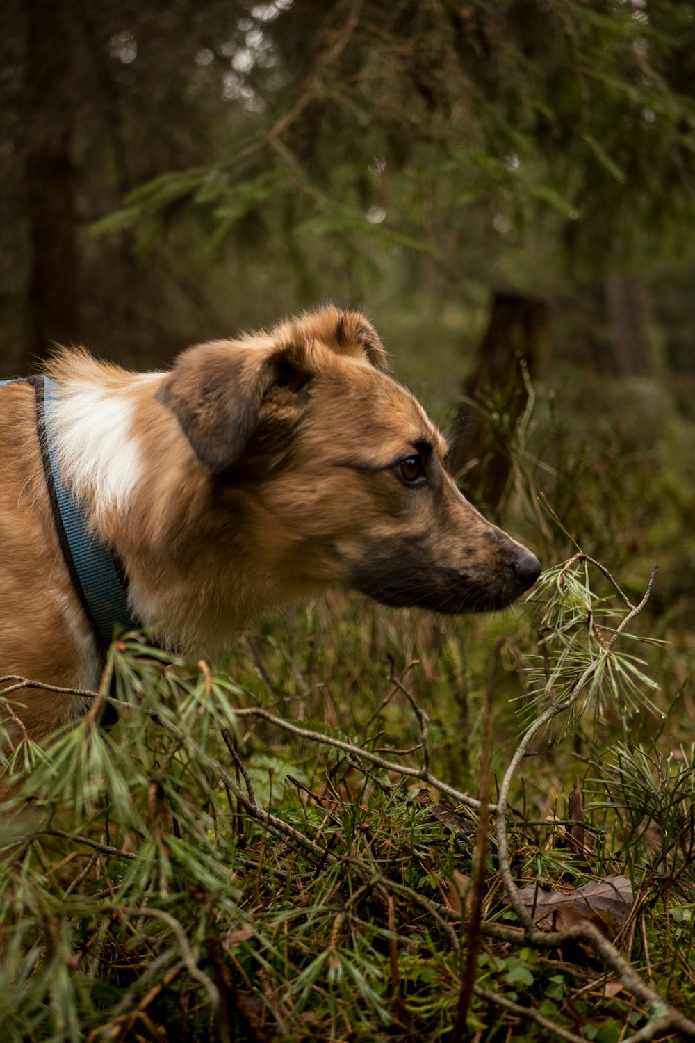 brown dog