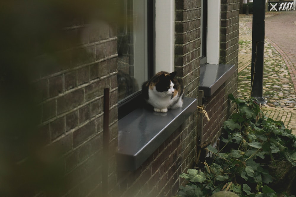 cat on window