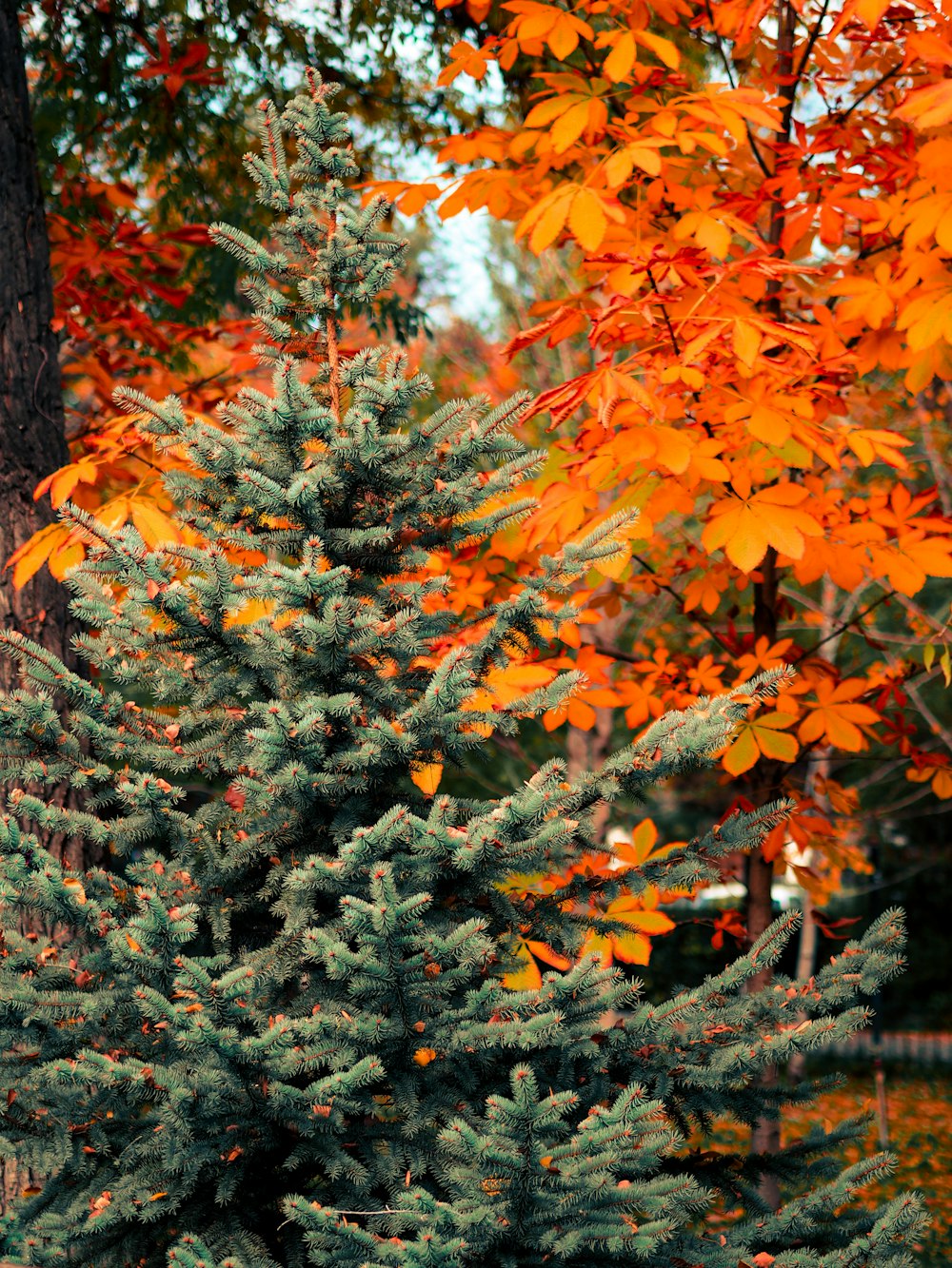 orange tree