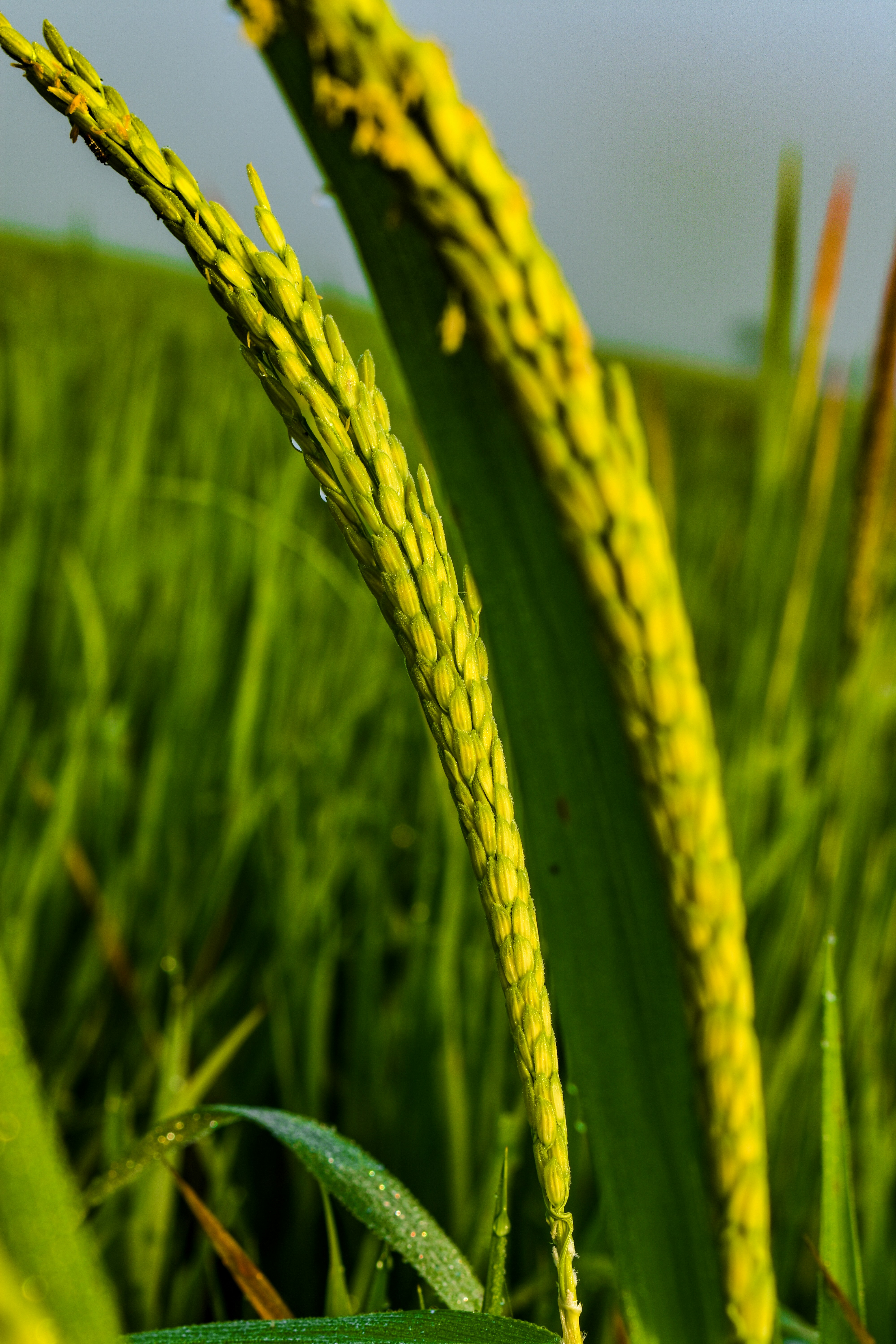 champ de blé