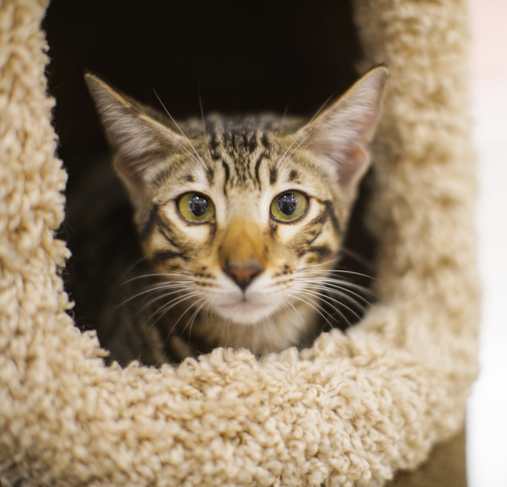 grey tabby kitten