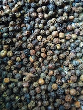 Bunches of black peppercorns drying under the sun in a traditional spice farm.