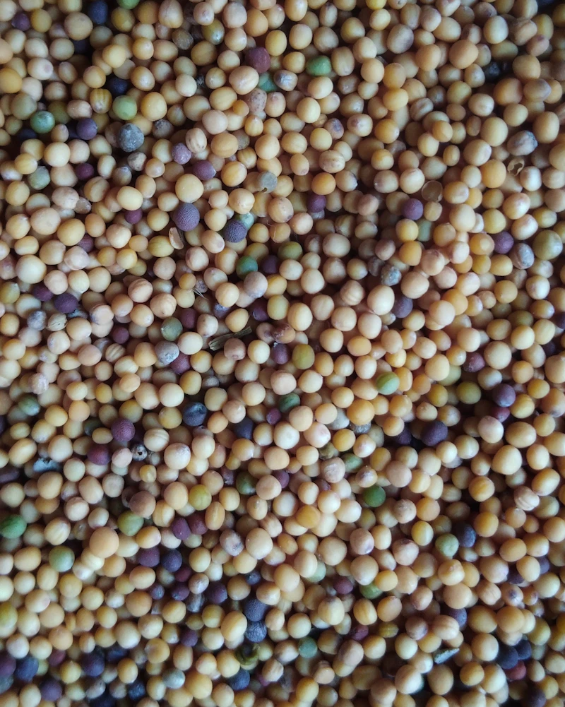 Oilseeds