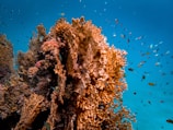 A vibrant underwater scene featuring a large, complex coral structure surrounded by numerous small fish swimming in a clear blue ocean. The coral displays a range of warm colors, with spiky and intricate formations that provide shelter and habitat for marine life. Fish of various hues dart around the coral, adding to the dynamic energy of the environment.