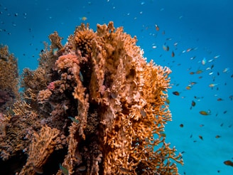 A vibrant underwater scene featuring a large, complex coral structure surrounded by numerous small fish swimming in a clear blue ocean. The coral displays a range of warm colors, with spiky and intricate formations that provide shelter and habitat for marine life. Fish of various hues dart around the coral, adding to the dynamic energy of the environment.