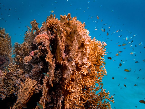 A vibrant underwater scene featuring a large, complex coral structure surrounded by numerous small fish swimming in a clear blue ocean. The coral displays a range of warm colors, with spiky and intricate formations that provide shelter and habitat for marine life. Fish of various hues dart around the coral, adding to the dynamic energy of the environment.