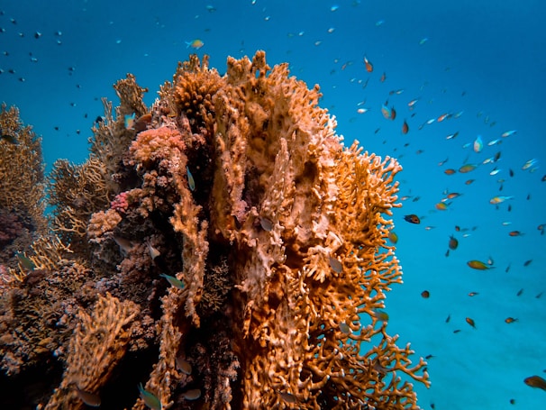 A vibrant underwater scene featuring a large, complex coral structure surrounded by numerous small fish swimming in a clear blue ocean. The coral displays a range of warm colors, with spiky and intricate formations that provide shelter and habitat for marine life. Fish of various hues dart around the coral, adding to the dynamic energy of the environment.
