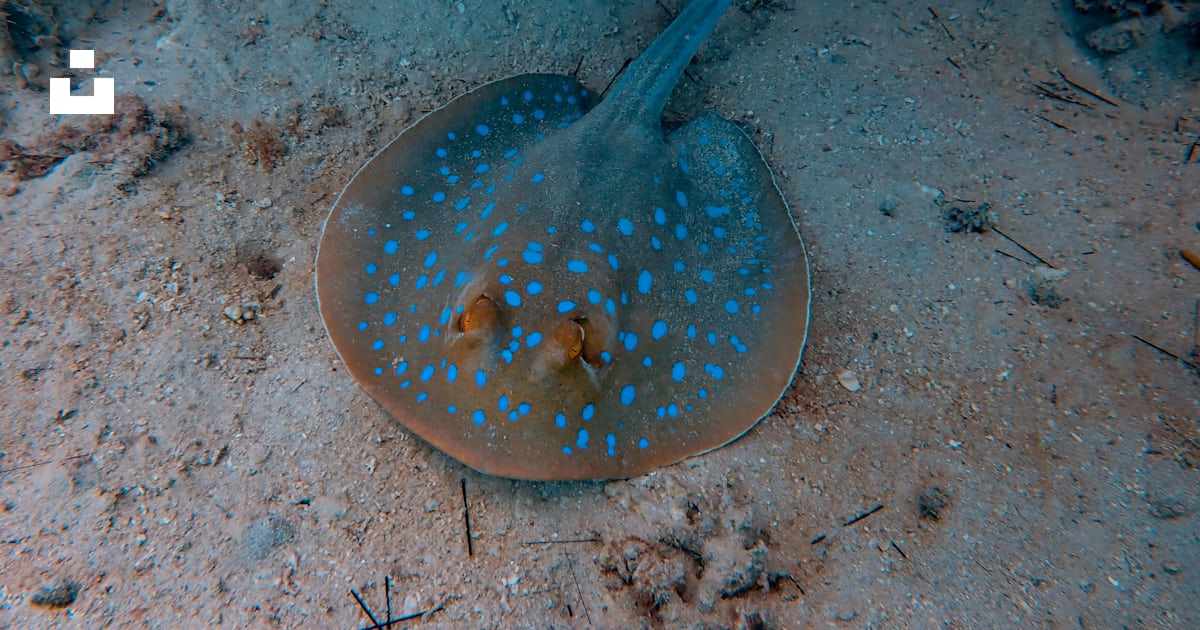 Gray stingray underwater photo – Free Grey Image on Unsplash