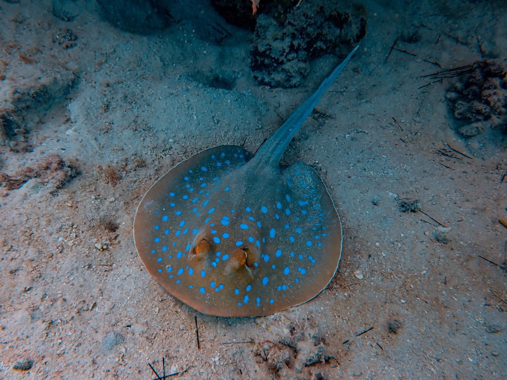 gray stingray underwater