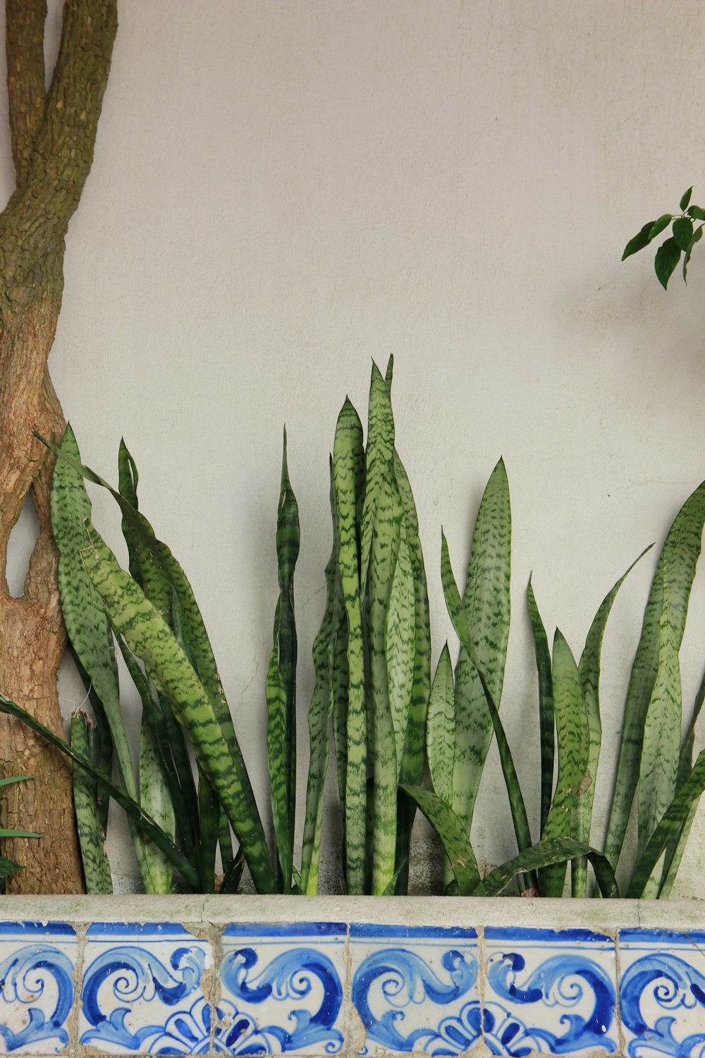 snake plant