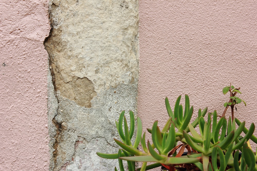 green and pink leaf plant