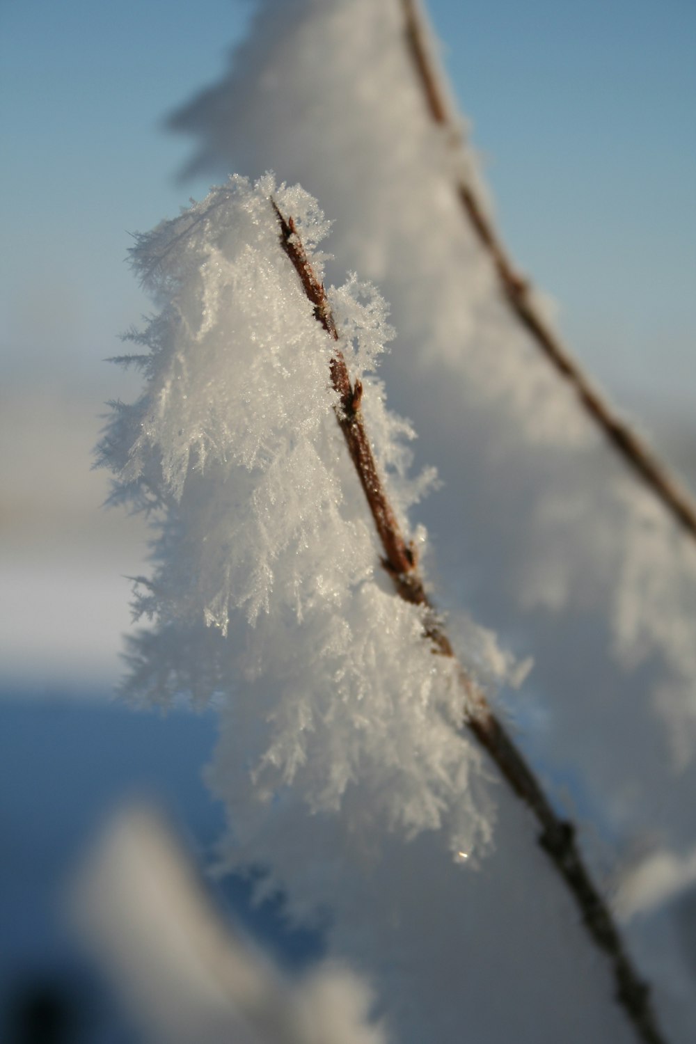 snow on tree branches