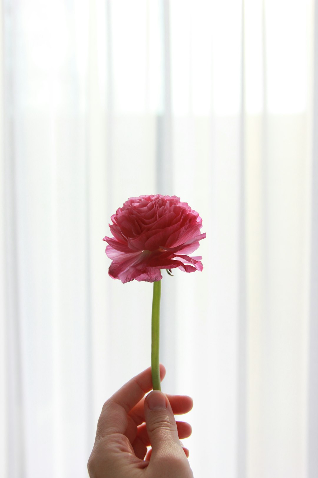 pink flower