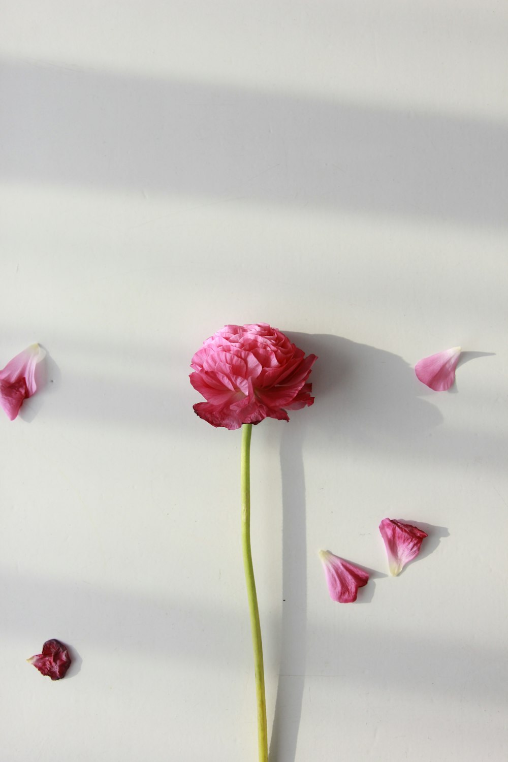 pink petaled flower