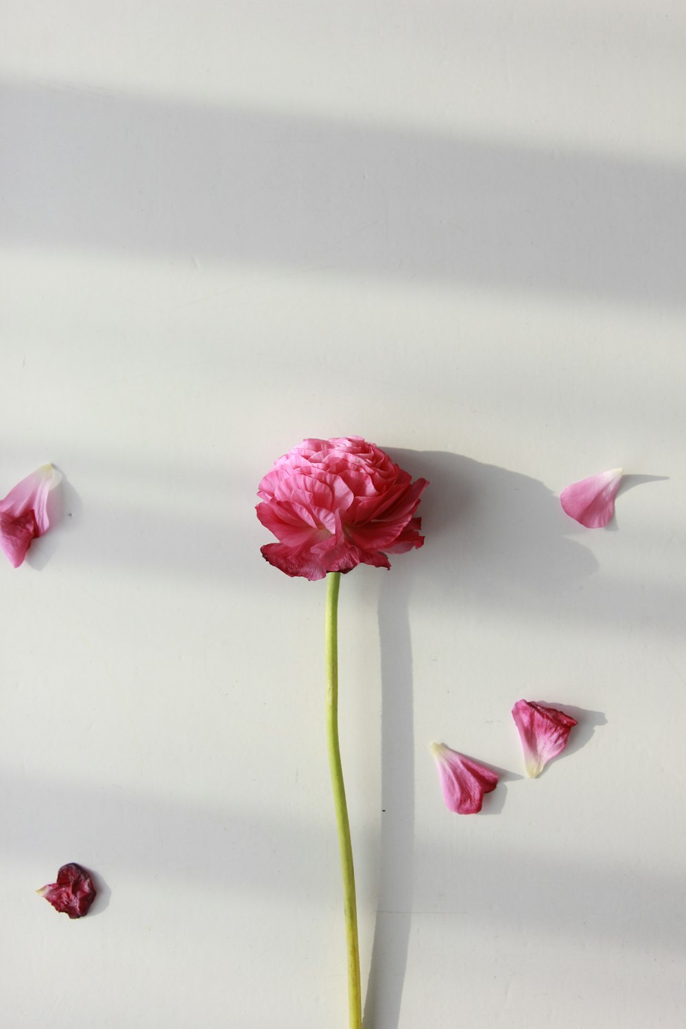 flor de pétala rosa