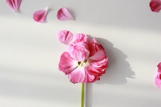A pink flower with delicate, soft petals is arranged against a light background, casting a gentle shadow. Several petals are scattered around it, enhancing the serene composition.