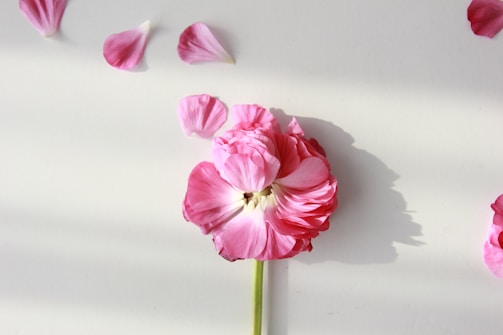 A pink flower with delicate, soft petals is arranged against a light background, casting a gentle shadow. Several petals are scattered around it, enhancing the serene composition.