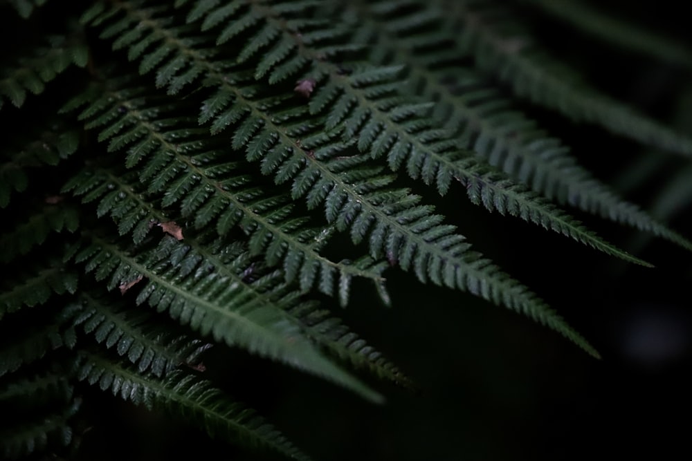 green fern