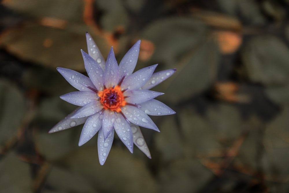 purple flower in bloom