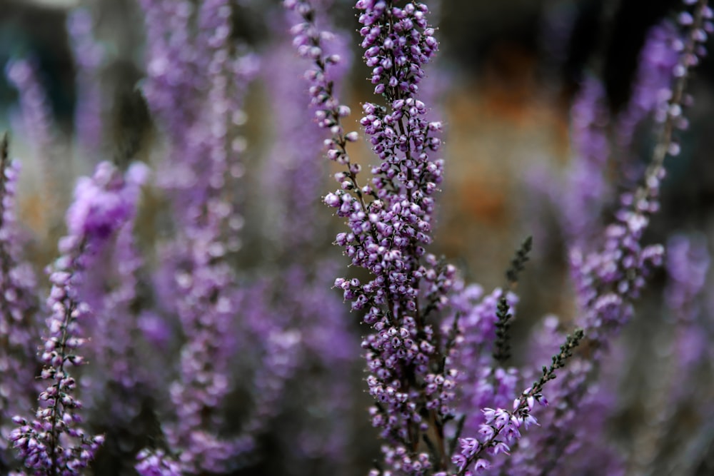 purple petaled flowers