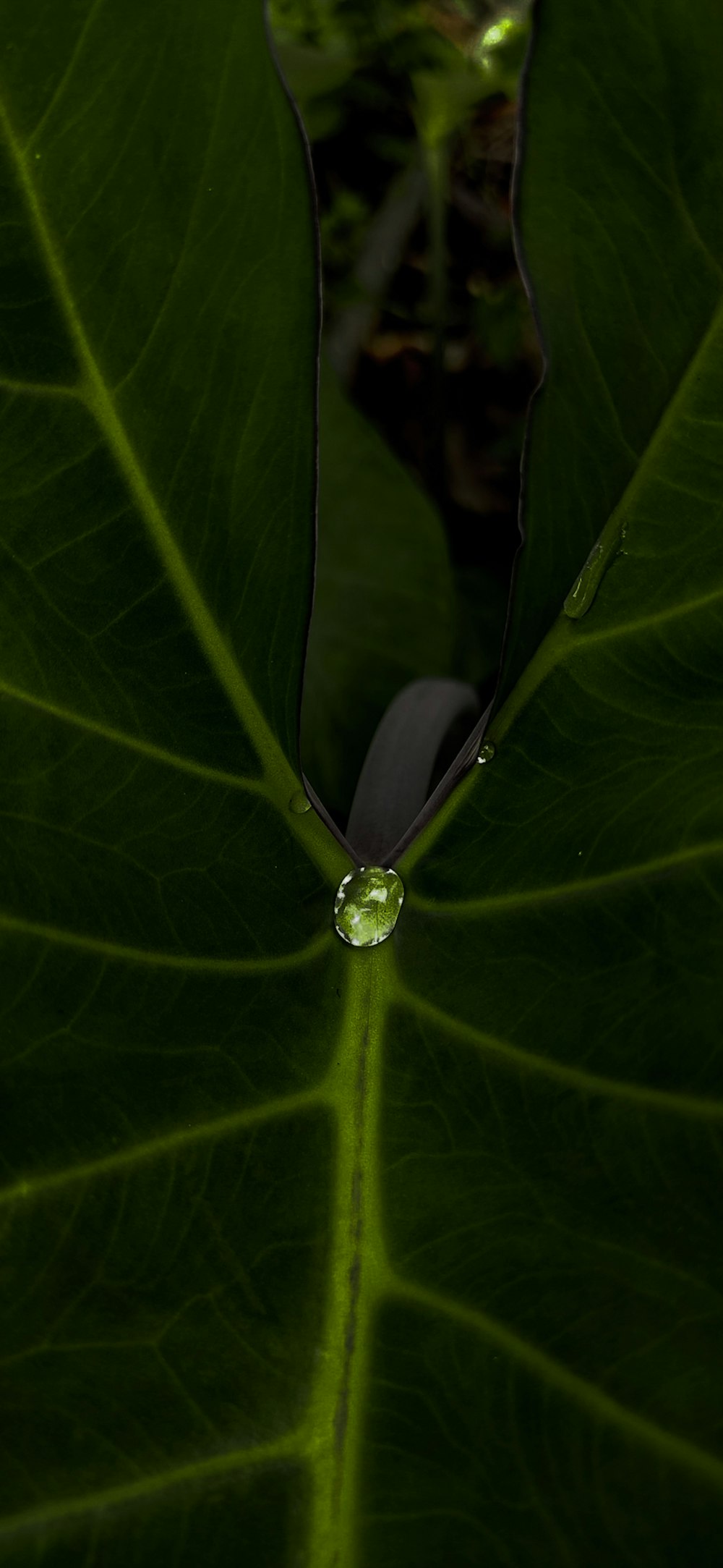 taro leaf with morning dew