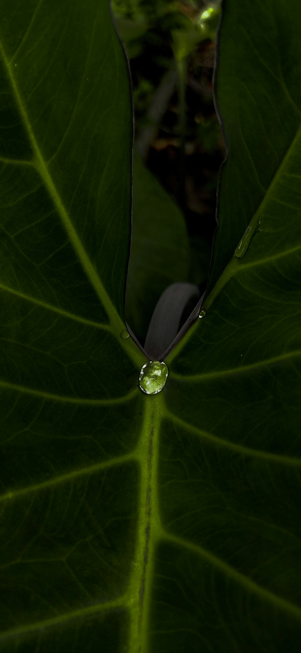 hoja de taro con rocío de la mañana