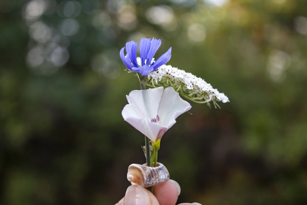 shallow focus photo of blue and white flowers