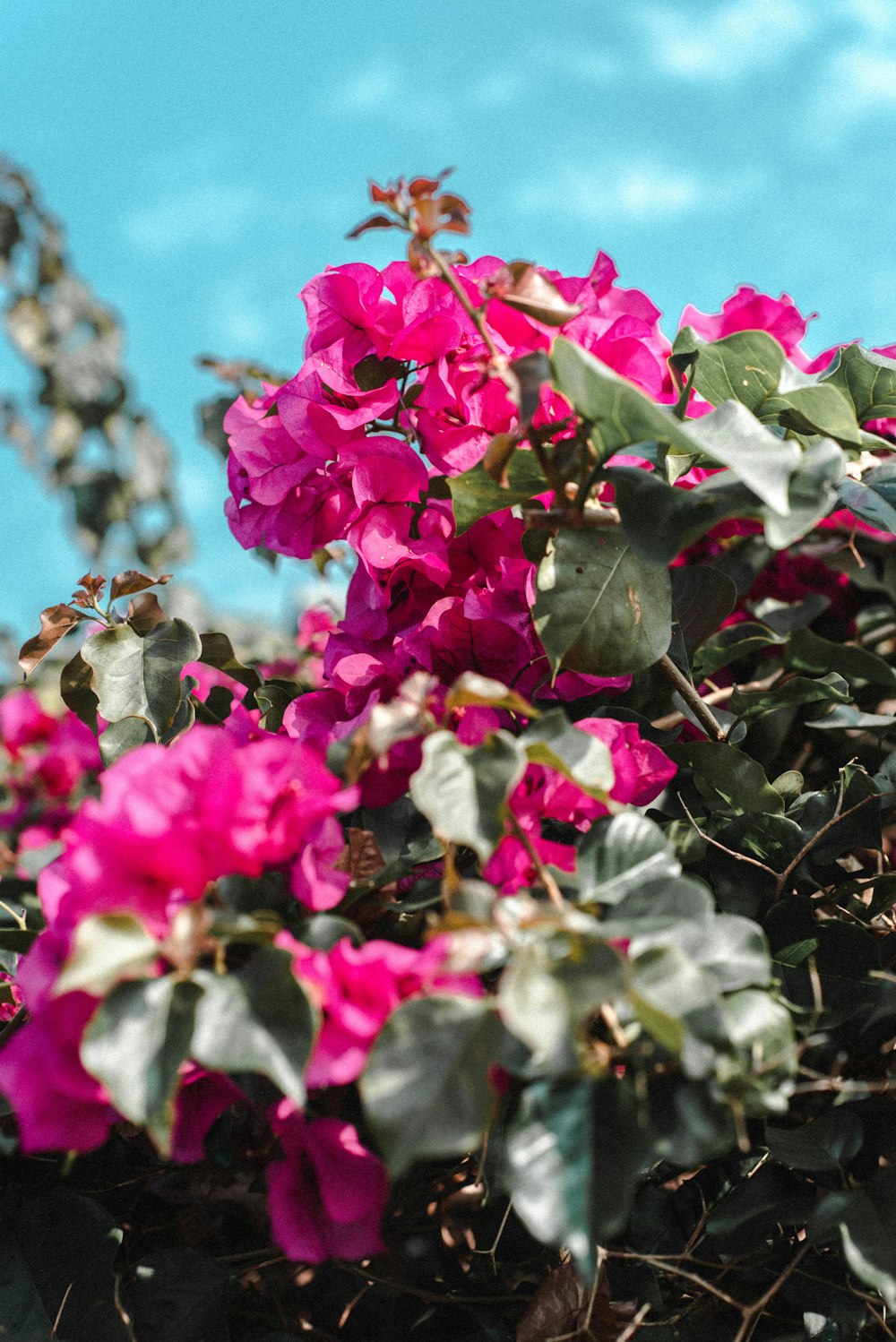 shallow focus photo of purple flowers