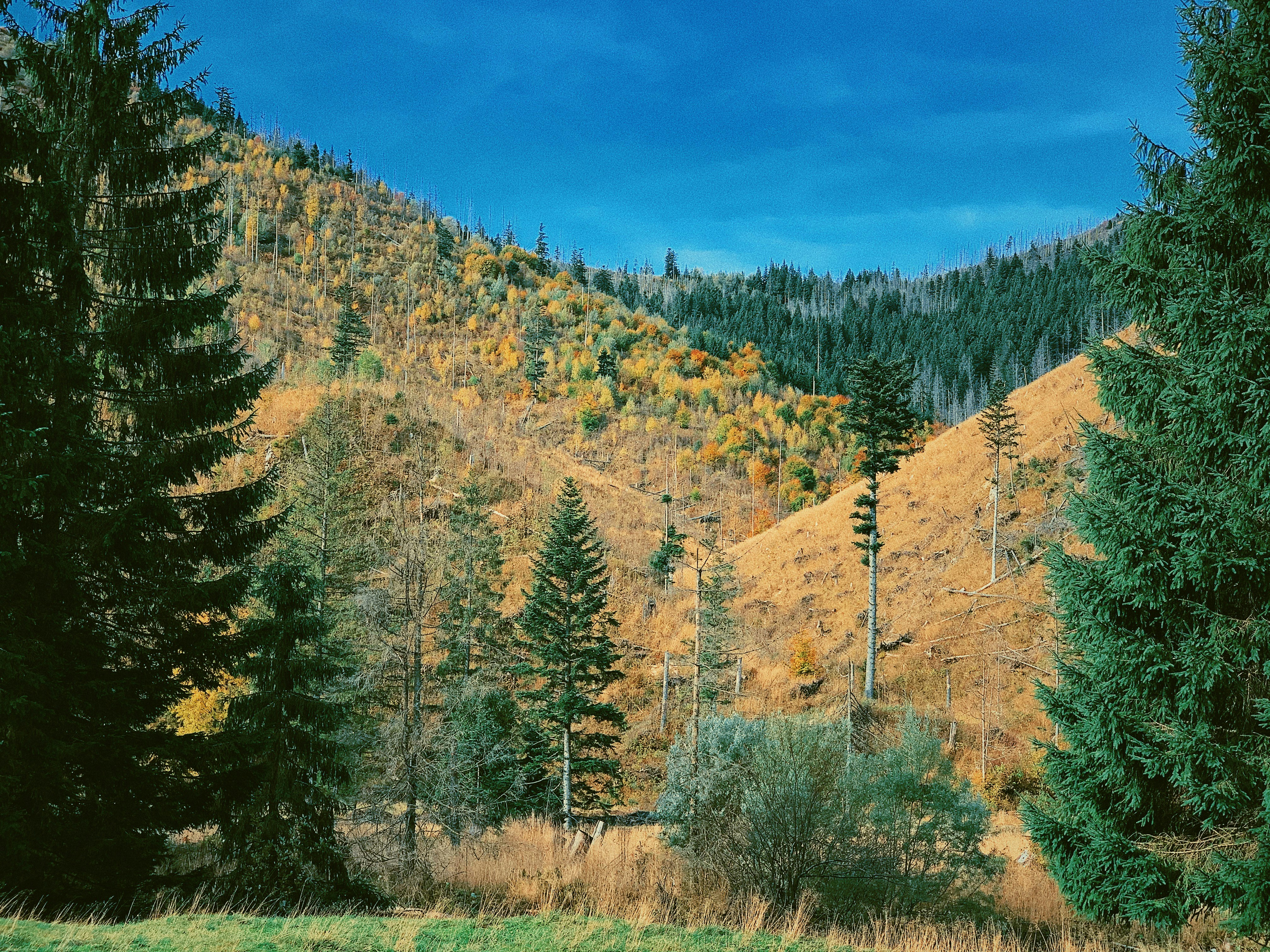 Photo by lukasztyrala