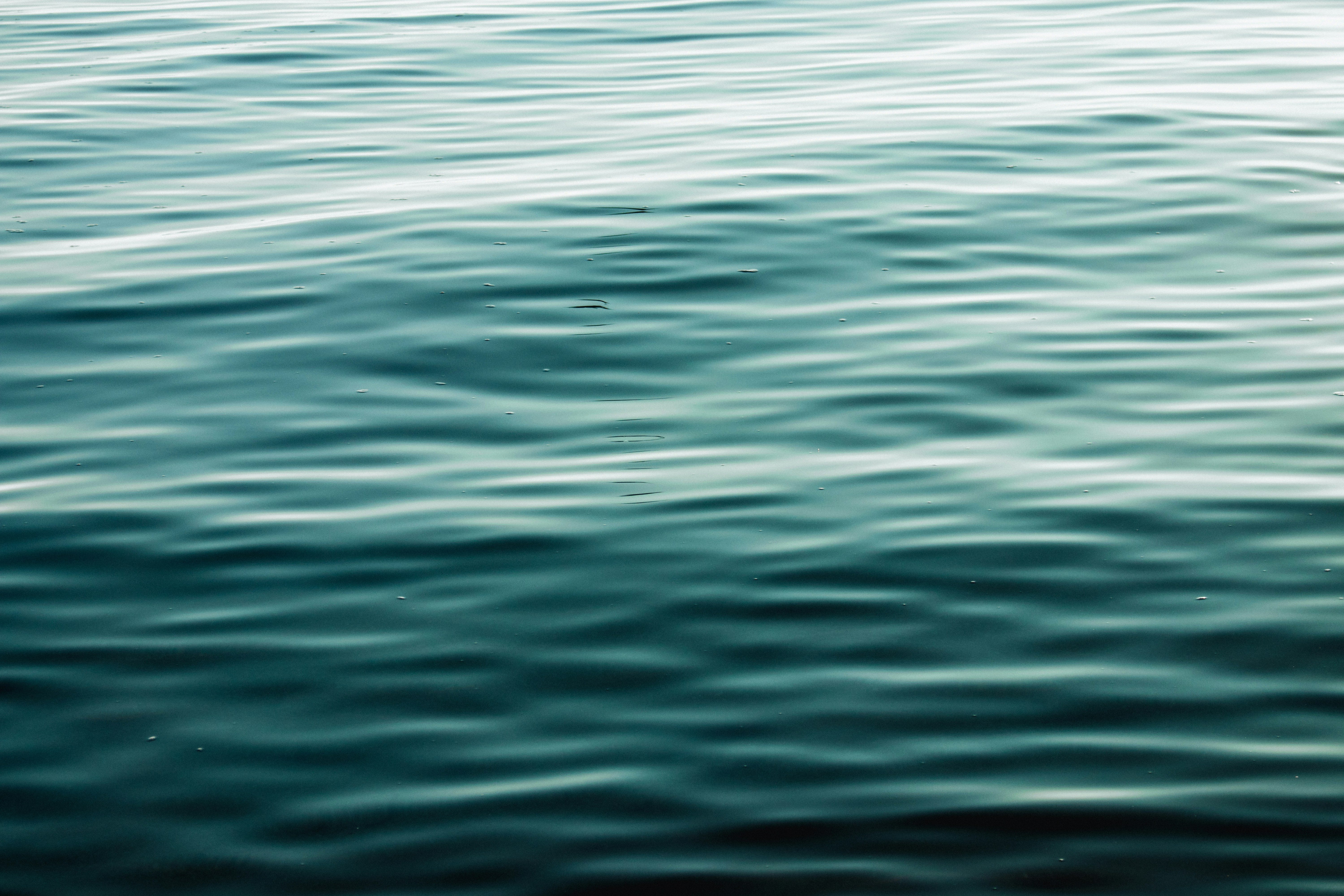 a bird flying over a body of water