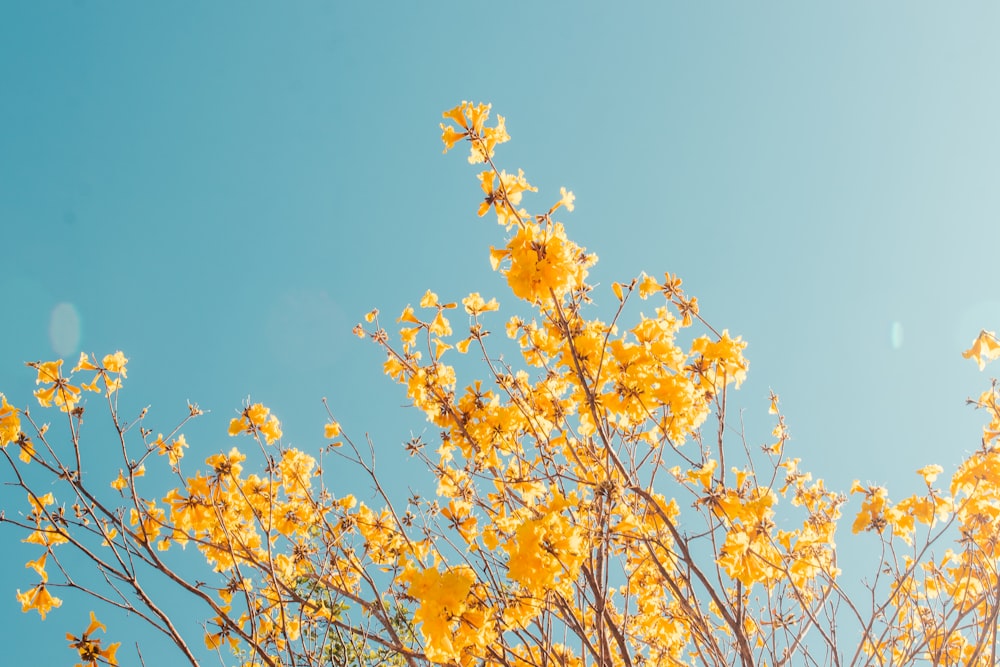 yellow flowering tree during daytime