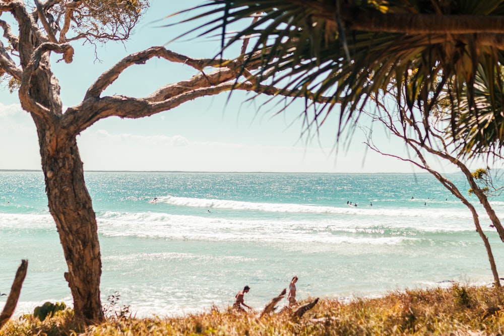 trees in seashore at daytime