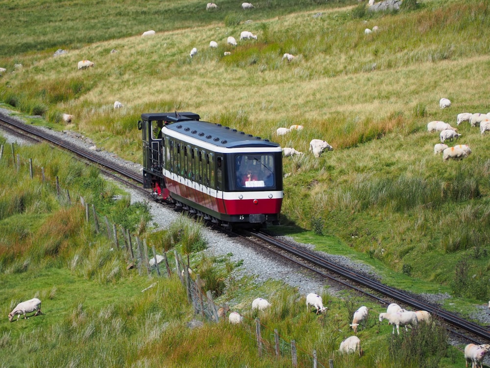 black and red train between grass field