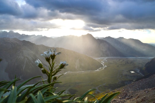 white flower in bloom in Hooker Valley Track New Zealand