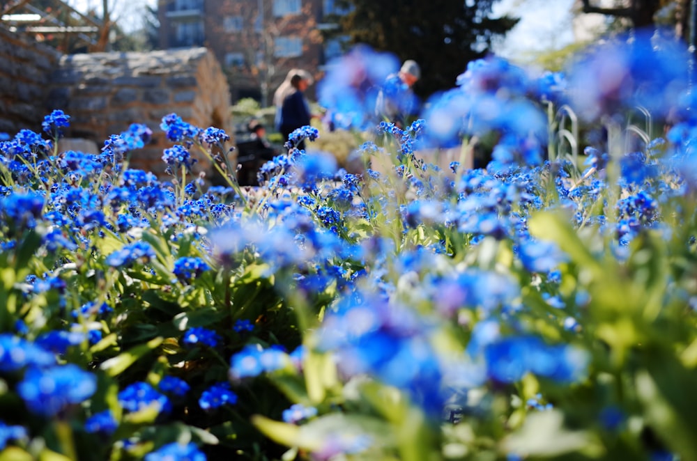 blue flowers