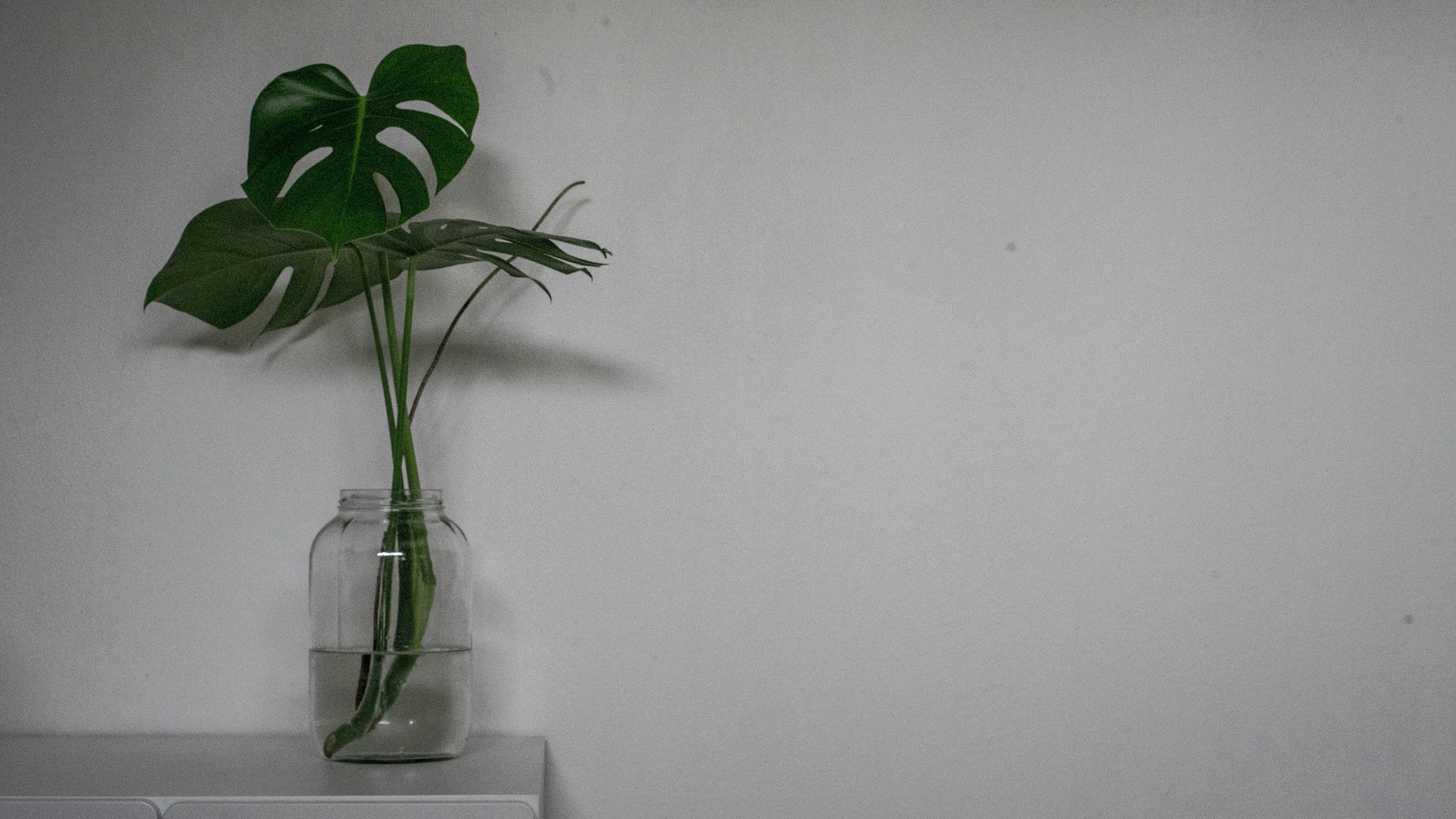 green swiss plant on clear glass jar