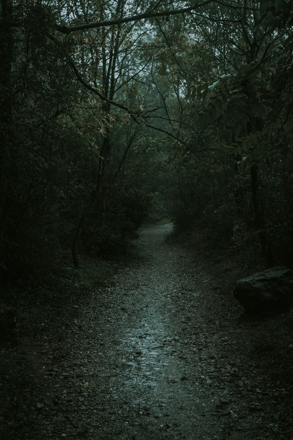 strada tra gli alberi