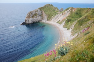 green grass with pink and yellow flowers on hill near body of water