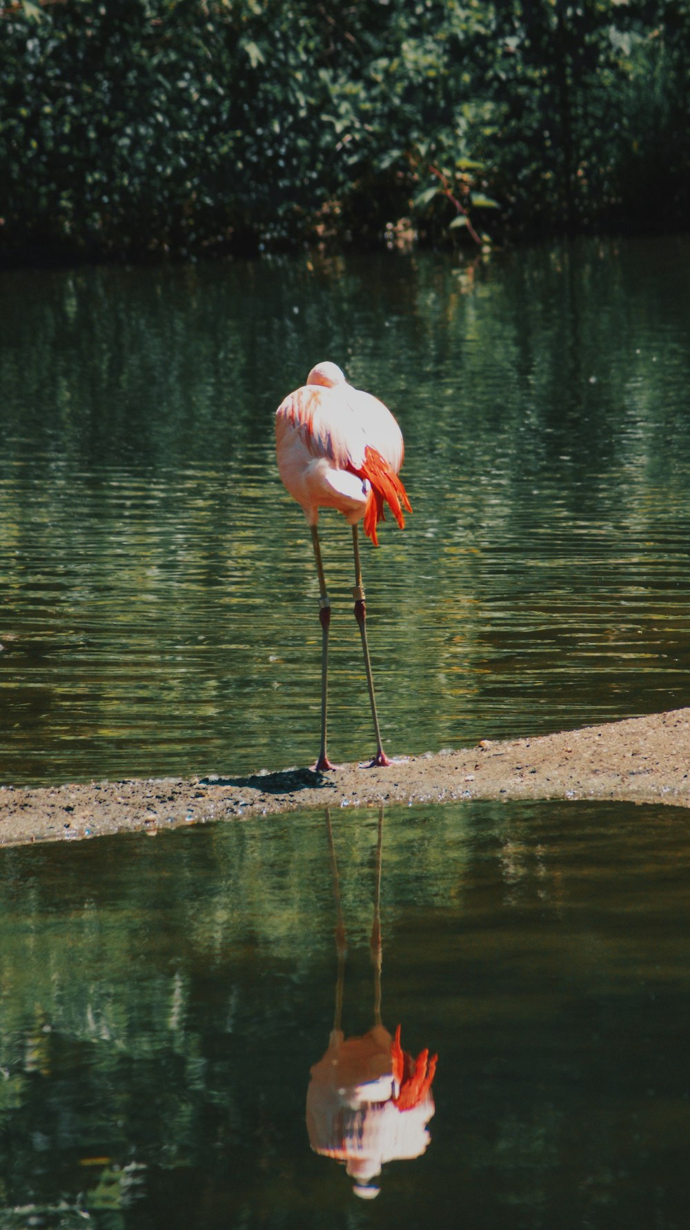 Flamingo steht in der Nähe von Wasser